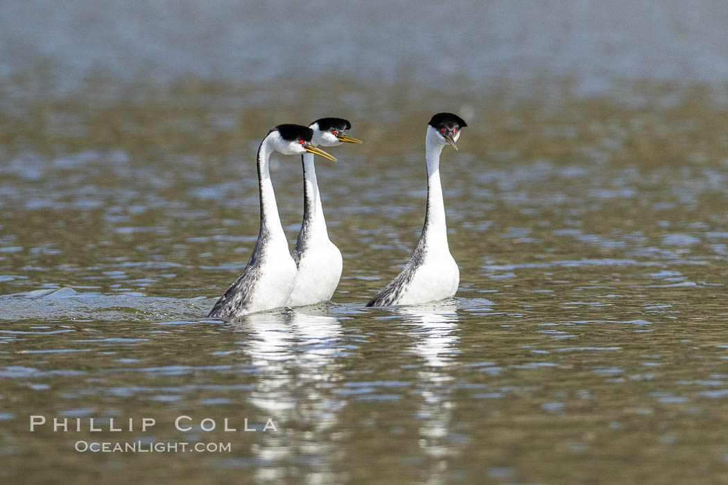 Three Clark's Grebes in a courtship ceremony, Lake Hodges, San Diego, Aechmophorus clarkii