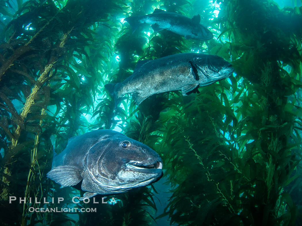 Three Giant Black Sea Bass in a Courtship Posture, Hovering One Above the Other in Kelp at Catalina Island. In summer months, black seabass gather in kelp forests in California to form mating aggregations.  Courtship behaviors include circling of pairs of giant sea bass, production of booming sounds by presumed males, and nudging of females by males in what is though to be an effort to encourage spawning, Stereolepis gigas