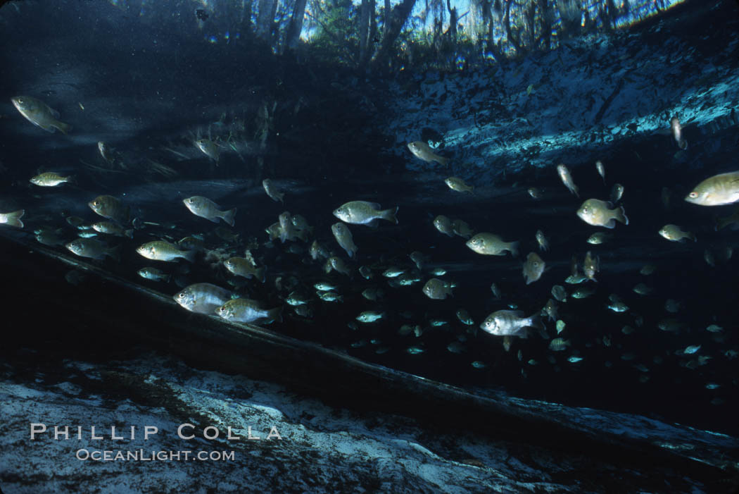 Three Sisters Springs, fish and tree roots. Crystal River, Florida, USA, natural history stock photograph, photo id 02678