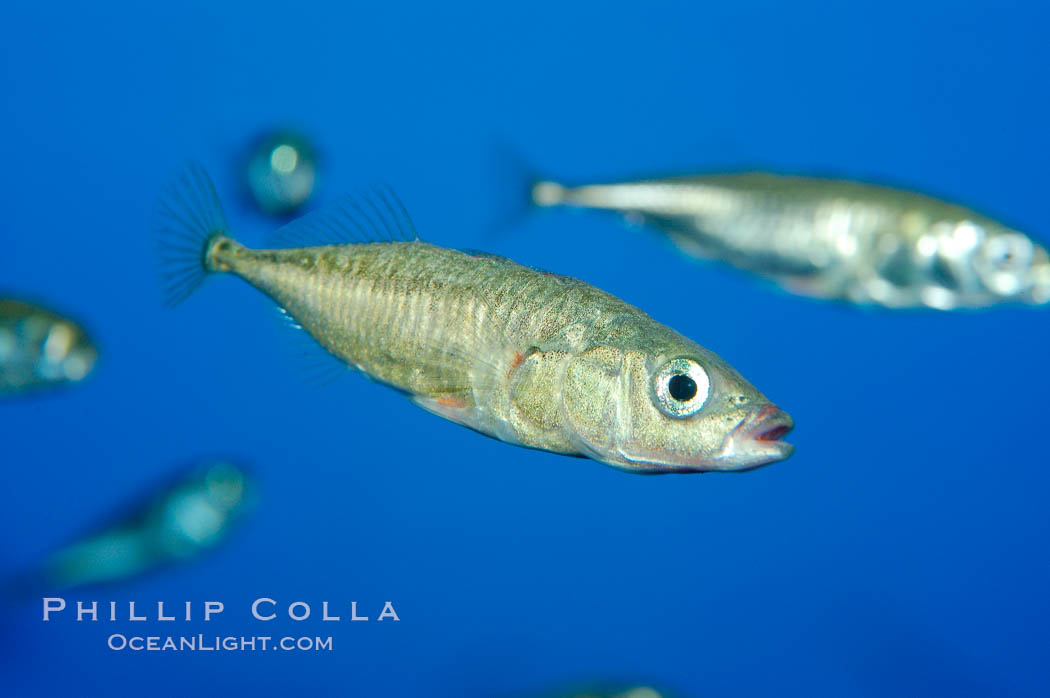 The three-spined stickleback is found in freshwater, brackish and marine waters., Gasterosteus aculeatus, natural history stock photograph, photo id 10286