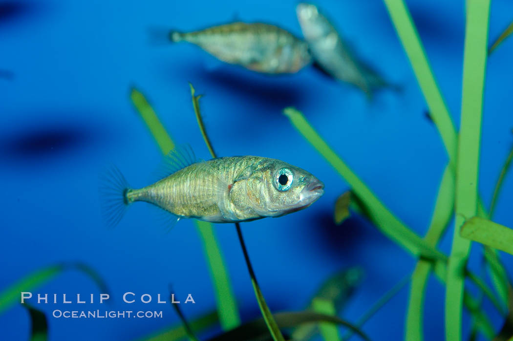 The three-spined stickleback is found in freshwater, brackish and marine waters., Gasterosteus aculeatus, natural history stock photograph, photo id 10290