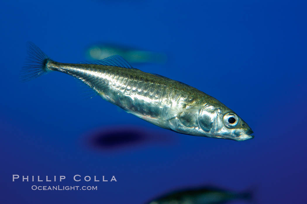 The three-spined stickleback is found in freshwater, brackish and marine waters., Gasterosteus aculeatus, natural history stock photograph, photo id 10288