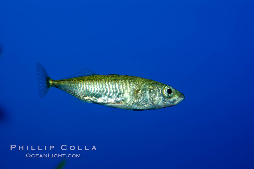 The three-spined stickleback is found in freshwater, brackish and marine waters., Gasterosteus aculeatus, natural history stock photograph, photo id 10289