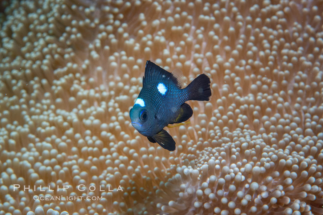 Three spot dascyllus crapping, Dascyllus trimaculatus, Fiji., Dascyllus trimaculatus, natural history stock photograph, photo id 34776