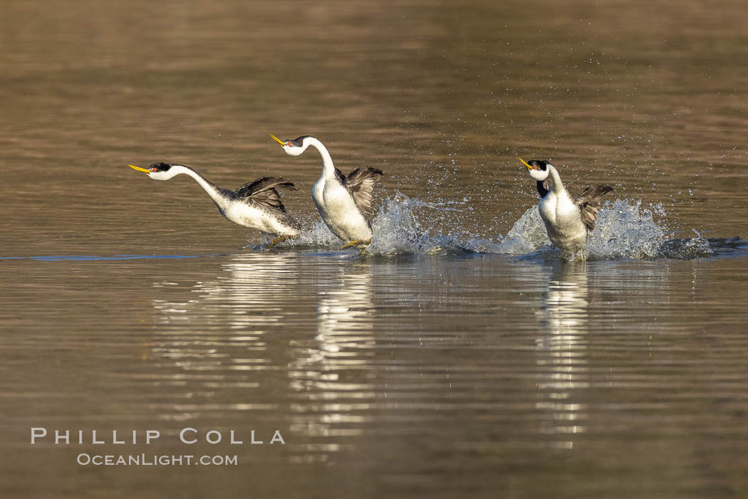 Three Western Grebes Rushing on Lake Hodges, Aechmophorus occidentalis, San Diego, California