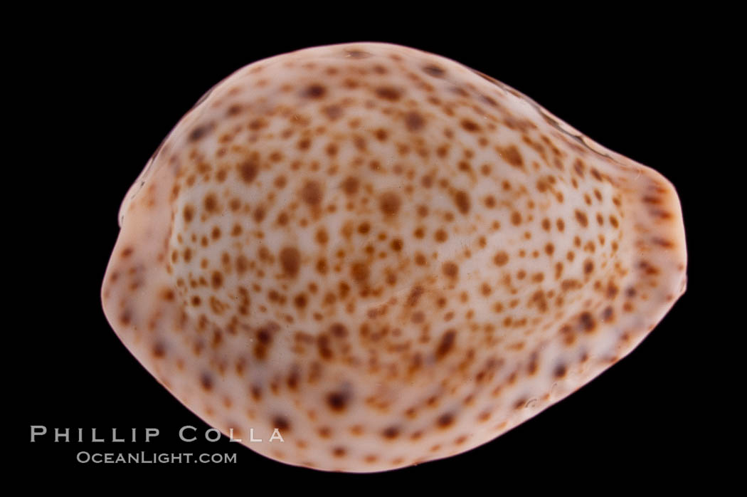 Thrush Cowrie., Cypraea turdus, natural history stock photograph, photo id 08314