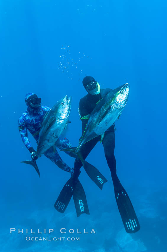 Joe Tobin (left) and James Tate (right) with yellowfin tuna (approx 60 pounds each), taken by breathold diving with band-power spearguns near Abalone Point.  Guadalupe Island, like other Eastern Pacific islands, is a fine place in the world to spear large yellowfin tuna.  July 2004. Guadalupe Island (Isla Guadalupe), Baja California, Mexico, Thunnus albacares, natural history stock photograph, photo id 09592