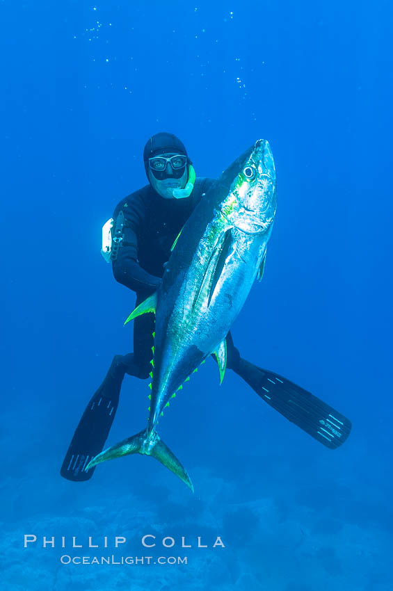 James Tate with yellowfin tuna (approx 60 pounds) taken by breathold diving with a band-power speargun near Abalone Point.  July 2004. Guadalupe Island (Isla Guadalupe), Baja California, Mexico, Thunnus albacares, natural history stock photograph, photo id 09595