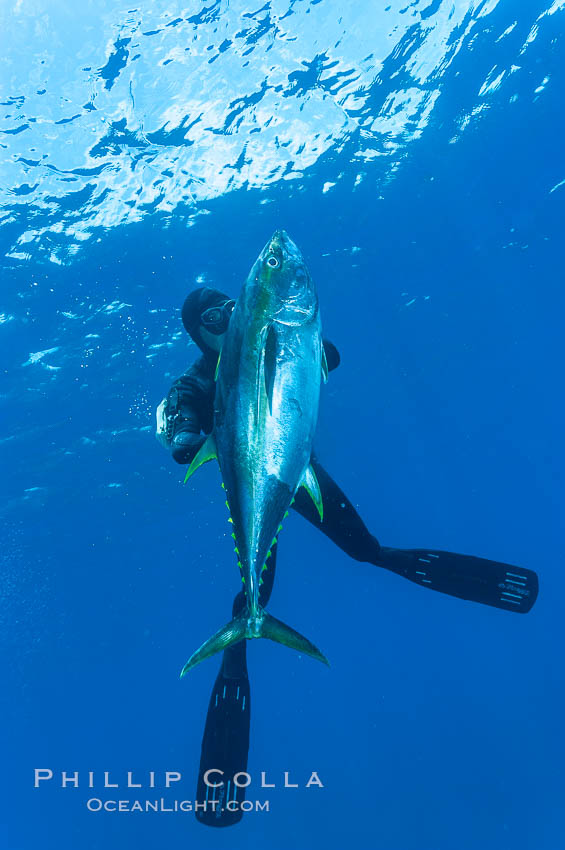 James Tate with yellowfin tuna (approx 60 pounds) taken by breathold diving with a band-power speargun near Abalone Point.  July 2004. Guadalupe Island (Isla Guadalupe), Baja California, Mexico, Thunnus albacares, natural history stock photograph, photo id 09601