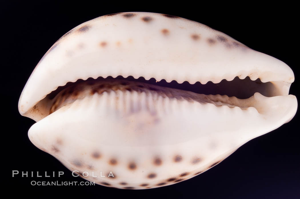 Tiger Cowrie., Cypraea tigris, natural history stock photograph, photo id 08006