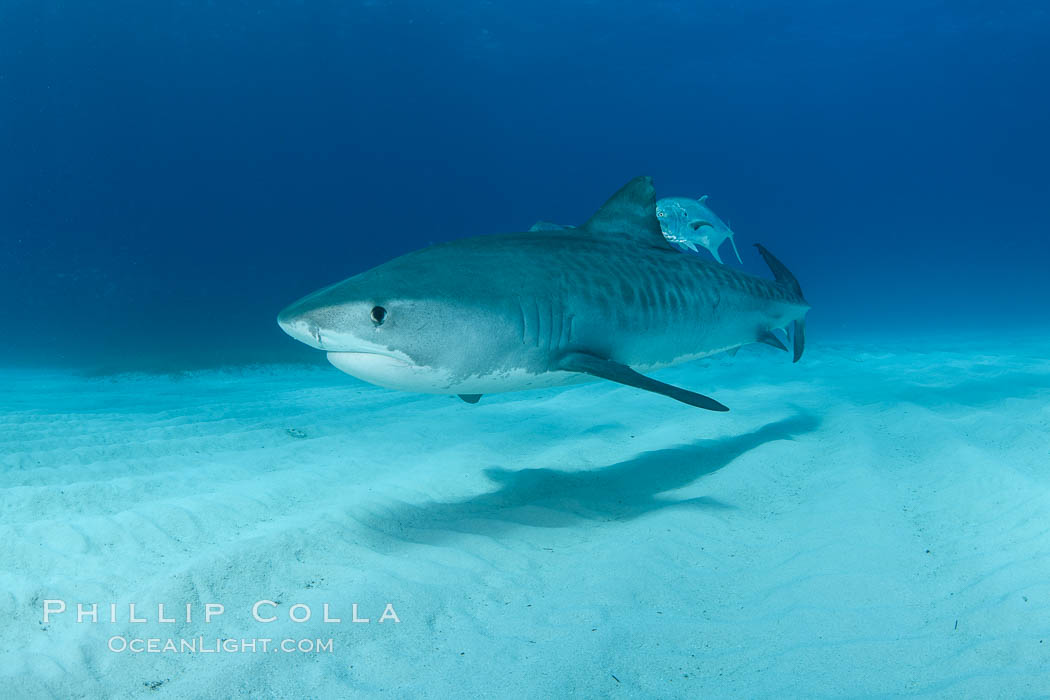 Tiger shark and horse-eye jacks. Bahamas, Galeocerdo cuvier, natural history stock photograph, photo id 31930