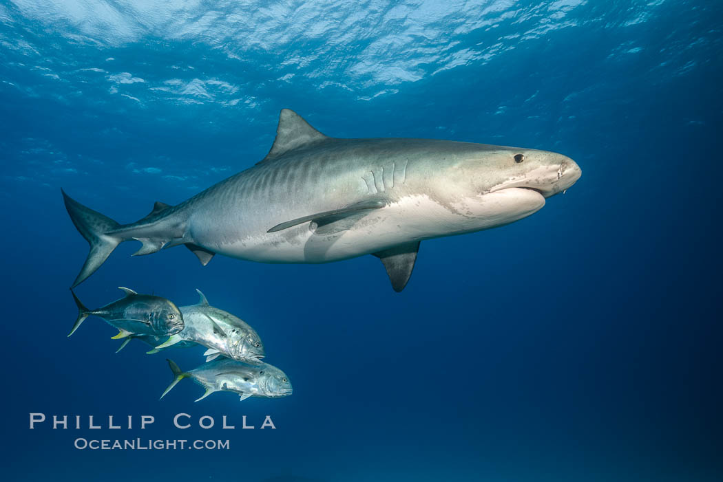 Tiger shark and horse-eye jacks. Bahamas, Galeocerdo cuvier, natural history stock photograph, photo id 31880