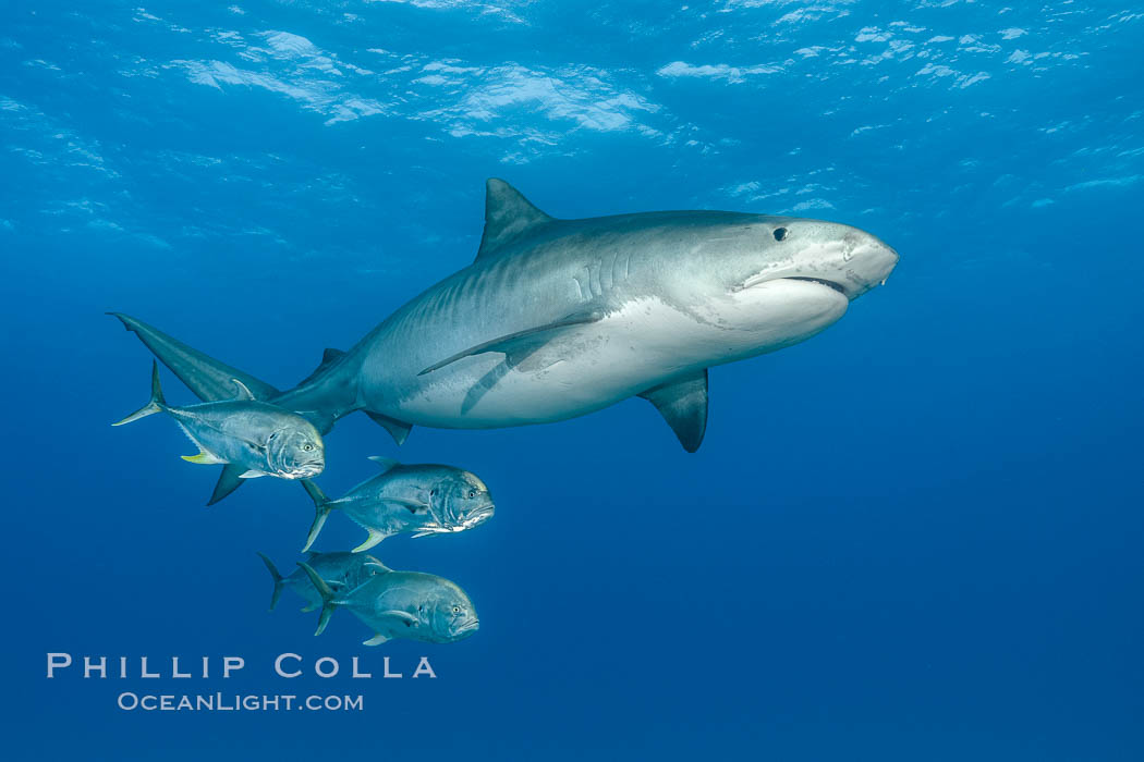 Tiger shark and horse-eye jacks. Bahamas, Galeocerdo cuvier, natural history stock photograph, photo id 31917