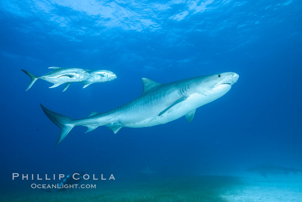 Tiger shark and horse-eye jacks. Bahamas, Galeocerdo cuvier, natural history stock photograph, photo id 31945