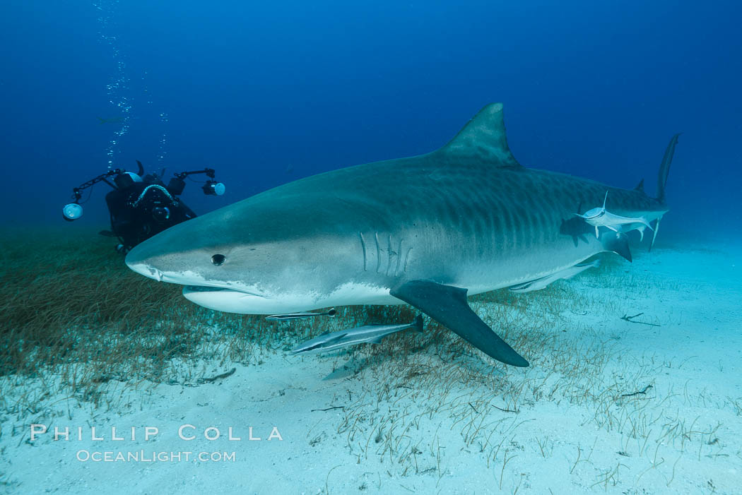 Tiger shark and underwater photographer. Bahamas, Galeocerdo cuvier, natural history stock photograph, photo id 31938