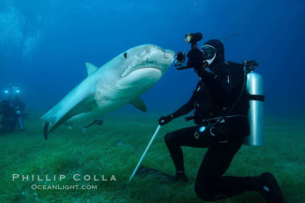 Tiger shark and underwater photographer. Bahamas, Galeocerdo cuvier, natural history stock photograph, photo id 31942