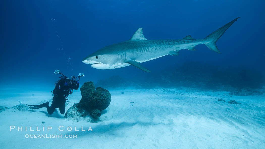 Tiger shark and underwater photographer. Bahamas, Galeocerdo cuvier, natural history stock photograph, photo id 31900