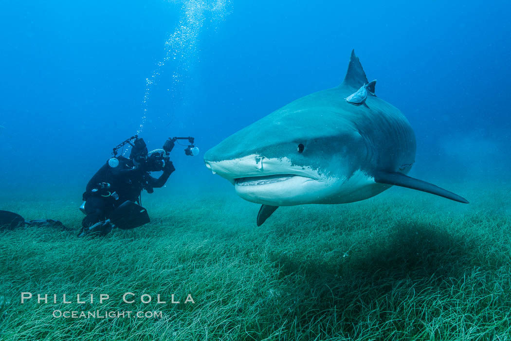 Tiger shark and underwater photographer. Bahamas, Galeocerdo cuvier, natural history stock photograph, photo id 31920