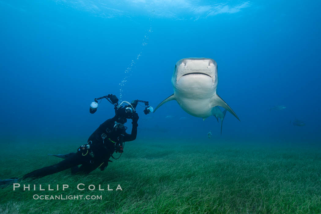 Tiger shark and underwater photographer. Bahamas, Galeocerdo cuvier, natural history stock photograph, photo id 31895