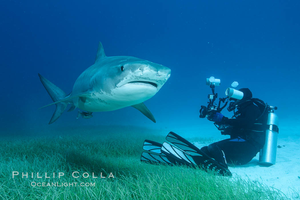 Tiger shark and underwater photographer. Bahamas, Galeocerdo cuvier, natural history stock photograph, photo id 31941