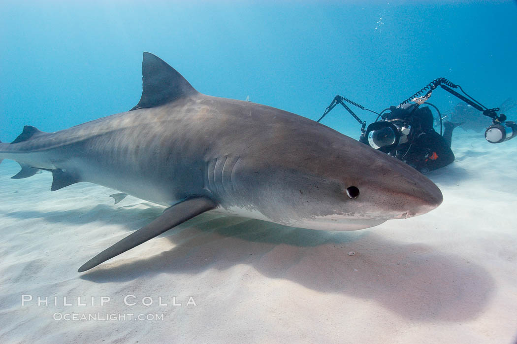 Tiger shark and photographer Keith Grundy. Bahamas, Galeocerdo cuvier, natural history stock photograph, photo id 10738