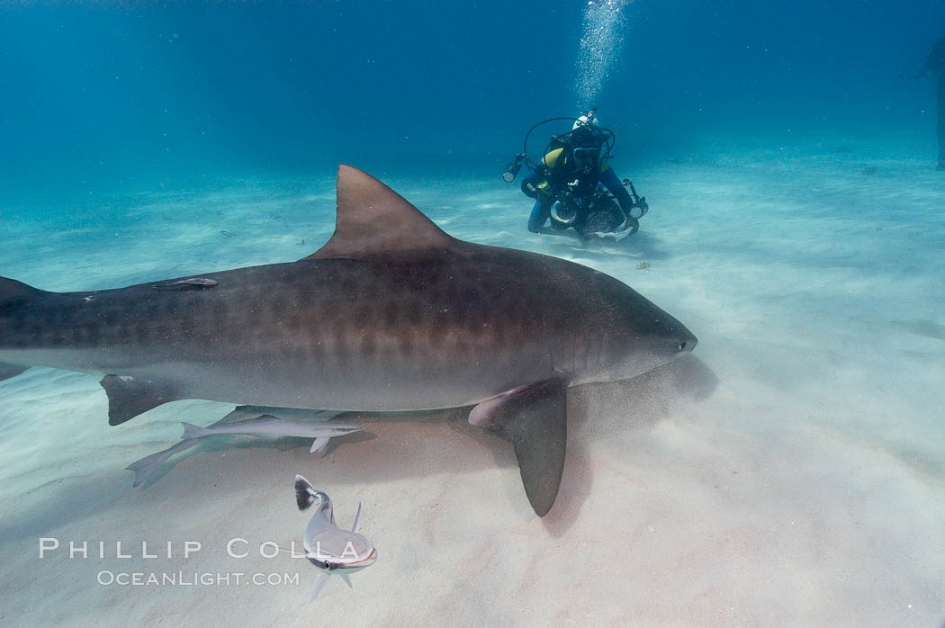 Tiger shark and photographer Jim Abernethy. Bahamas, Galeocerdo cuvier, natural history stock photograph, photo id 10742