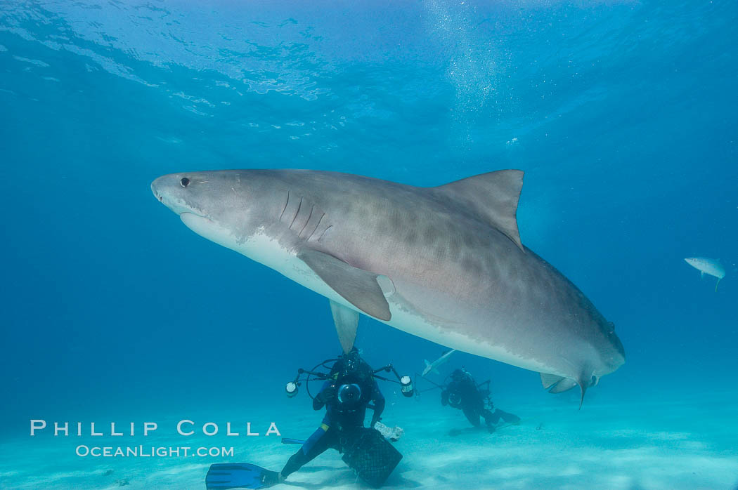 Tiger shark and photographer Jim Abernethy. Bahamas, Galeocerdo cuvier, natural history stock photograph, photo id 10660