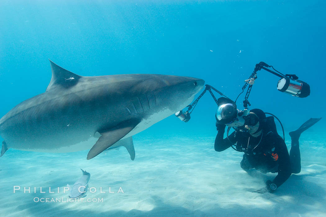 Tiger shark and photographer Keith Grundy. Bahamas, Galeocerdo cuvier, natural history stock photograph, photo id 10696