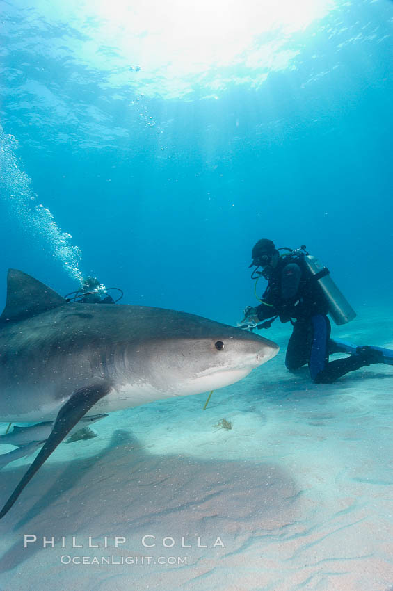 Tiger shark and diver. Bahamas, Galeocerdo cuvier, natural history stock photograph, photo id 10651