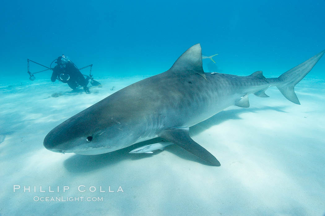 Tiger shark and photographer Keith Grundy. Bahamas, Galeocerdo cuvier, natural history stock photograph, photo id 10659