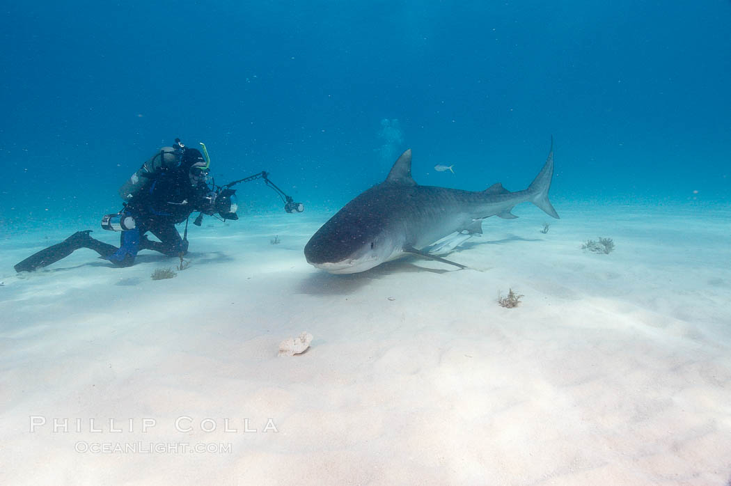 Tiger shark and photographer Ken Howard. Bahamas, Galeocerdo cuvier, natural history stock photograph, photo id 10743