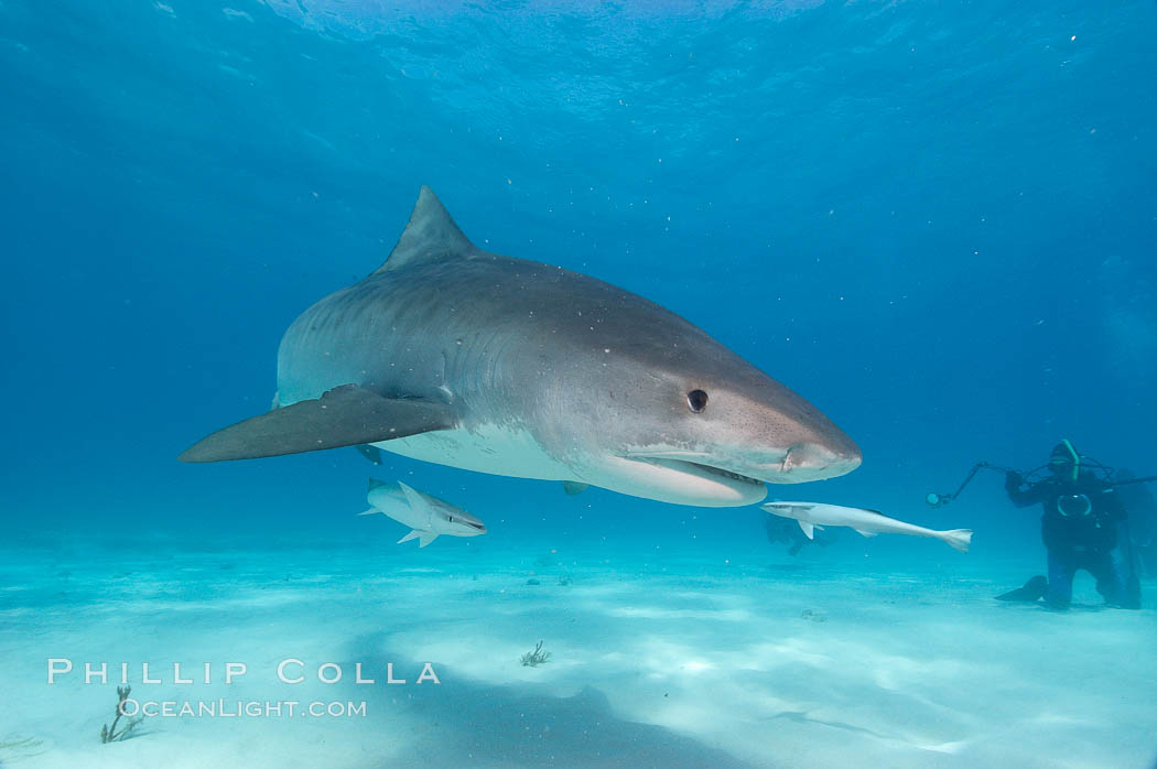 Tiger shark and photographer Ken Howard. Bahamas, Galeocerdo cuvier, natural history stock photograph, photo id 10653
