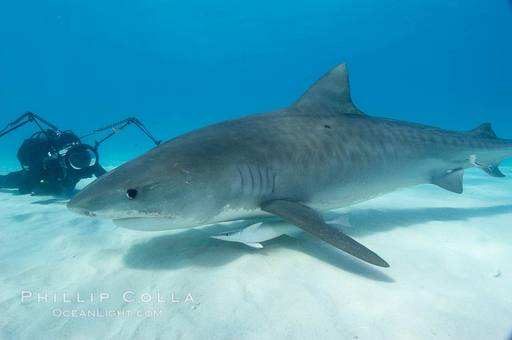 Tiger shark and photographer Keith Grundy. Bahamas, Galeocerdo cuvier, natural history stock photograph, photo id 10657