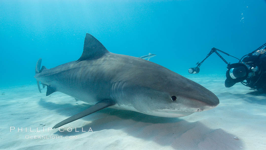 Tiger shark and photographer Keith Grundy. Bahamas, Galeocerdo cuvier, natural history stock photograph, photo id 10681