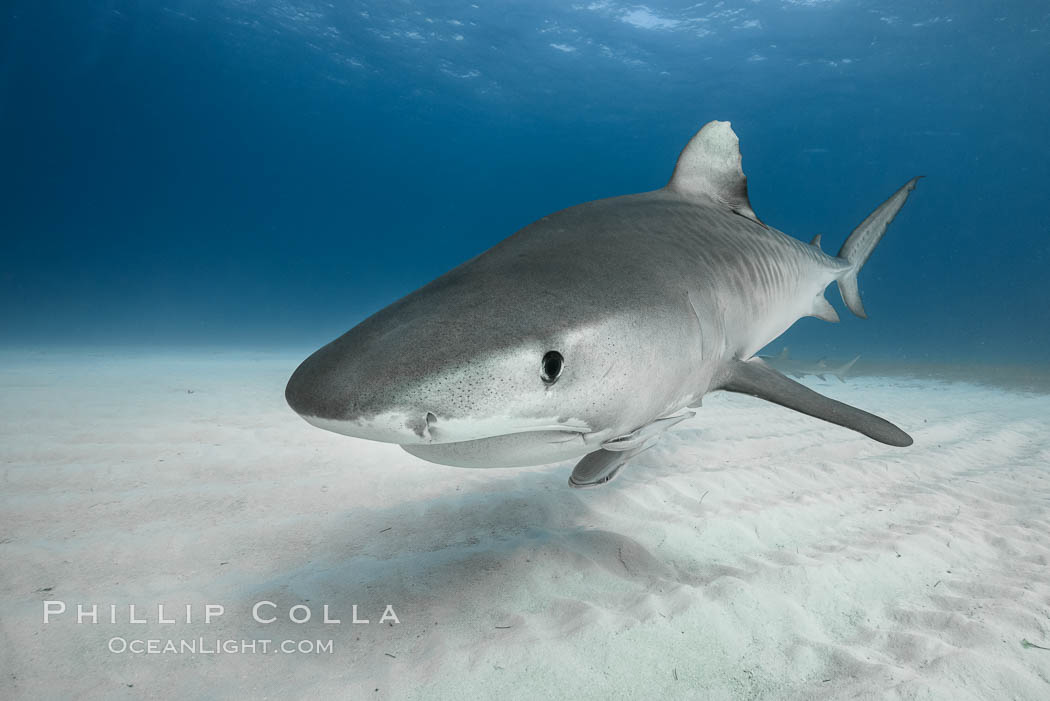 Tiger shark close up view, including nostrils and ampullae of Lorenzini, Galeocerdo cuvier