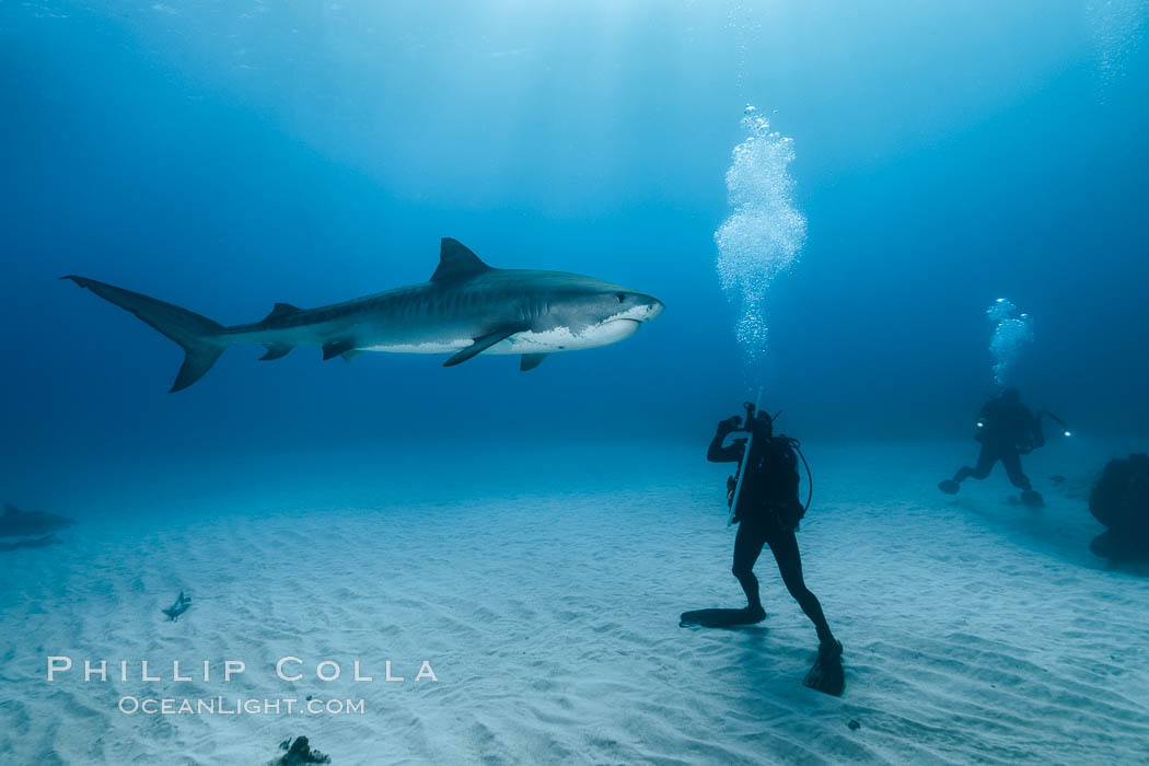 Tiger shark. Bahamas, Galeocerdo cuvier, natural history stock photograph, photo id 31894