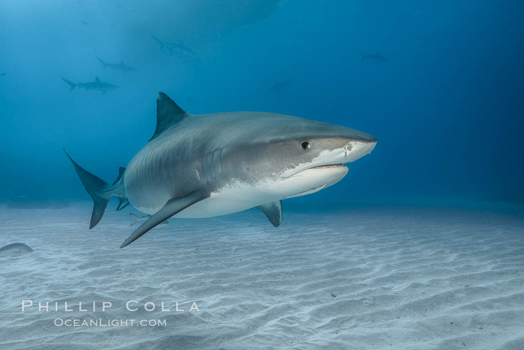 Tiger shark. Bahamas, Galeocerdo cuvier, natural history stock photograph, photo id 31902