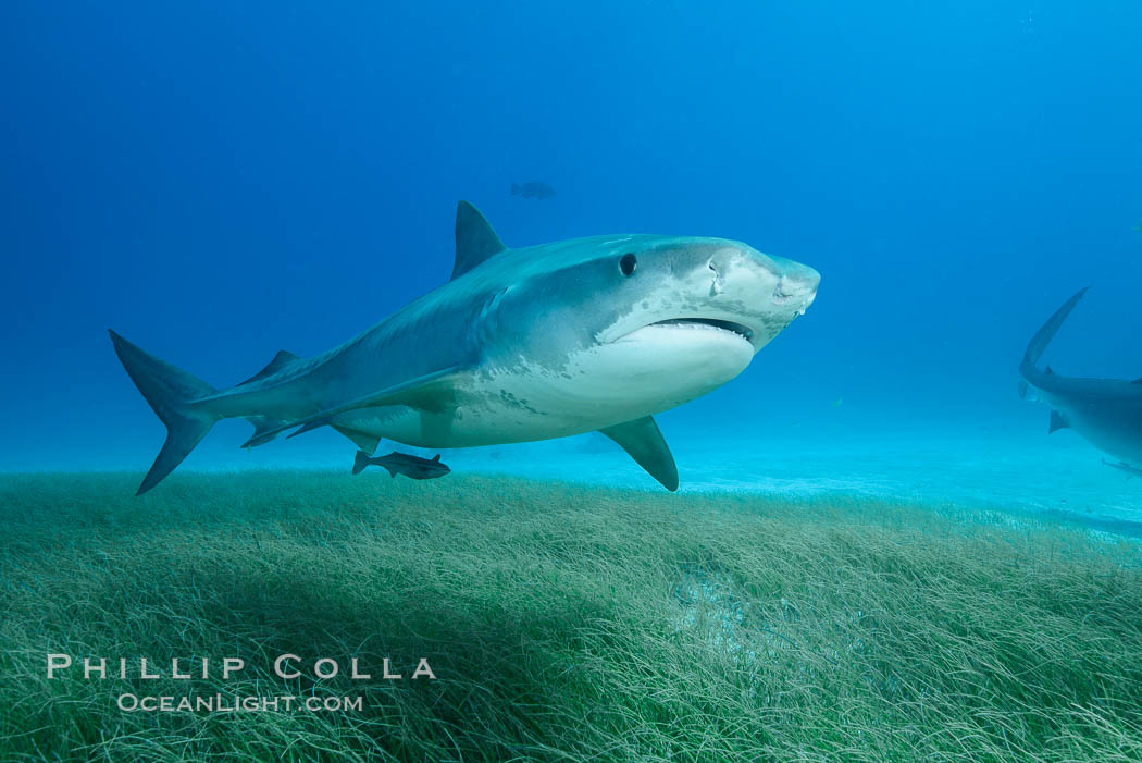 Tiger shark swimming over eel grass. Bahamas, Galeocerdo cuvier, natural history stock photograph, photo id 31926