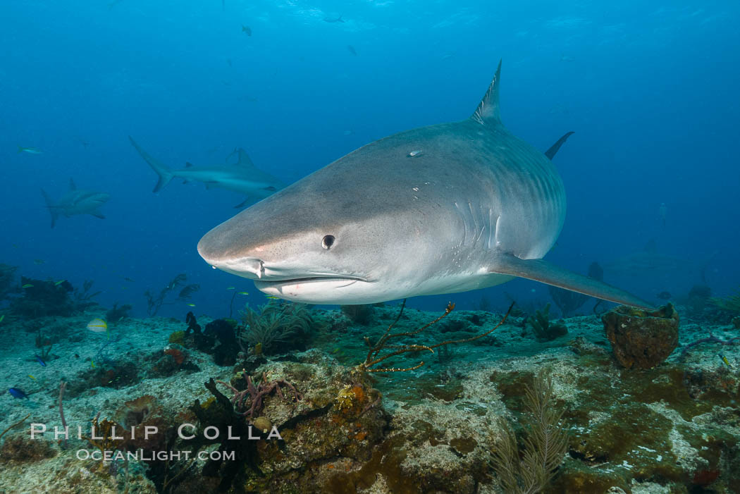 Tiger shark swimming over coral reef. Bahamas, Galeocerdo cuvier, natural history stock photograph, photo id 31934