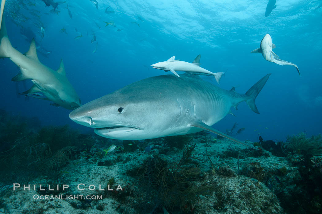 Tiger shark swimming over coral reef. Bahamas, Galeocerdo cuvier, natural history stock photograph, photo id 31950