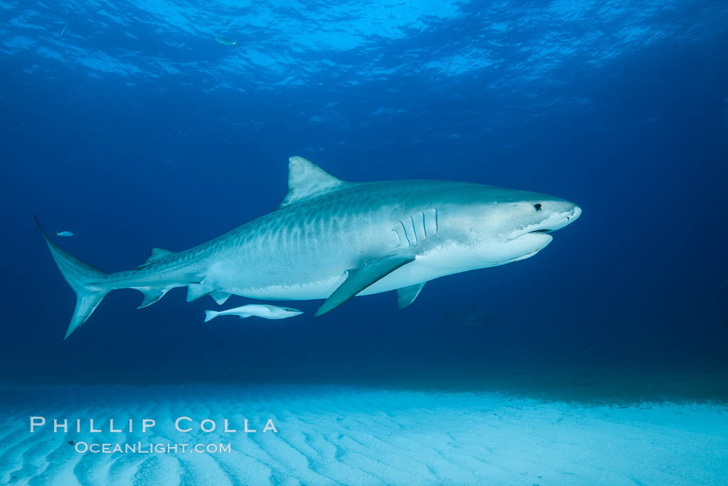 Tiger shark. Bahamas, Galeocerdo cuvier, natural history stock photograph, photo id 31958