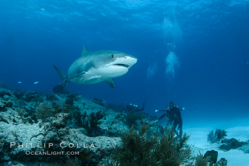 Tiger shark swimming over coral reef. Bahamas, Galeocerdo cuvier, natural history stock photograph, photo id 31962