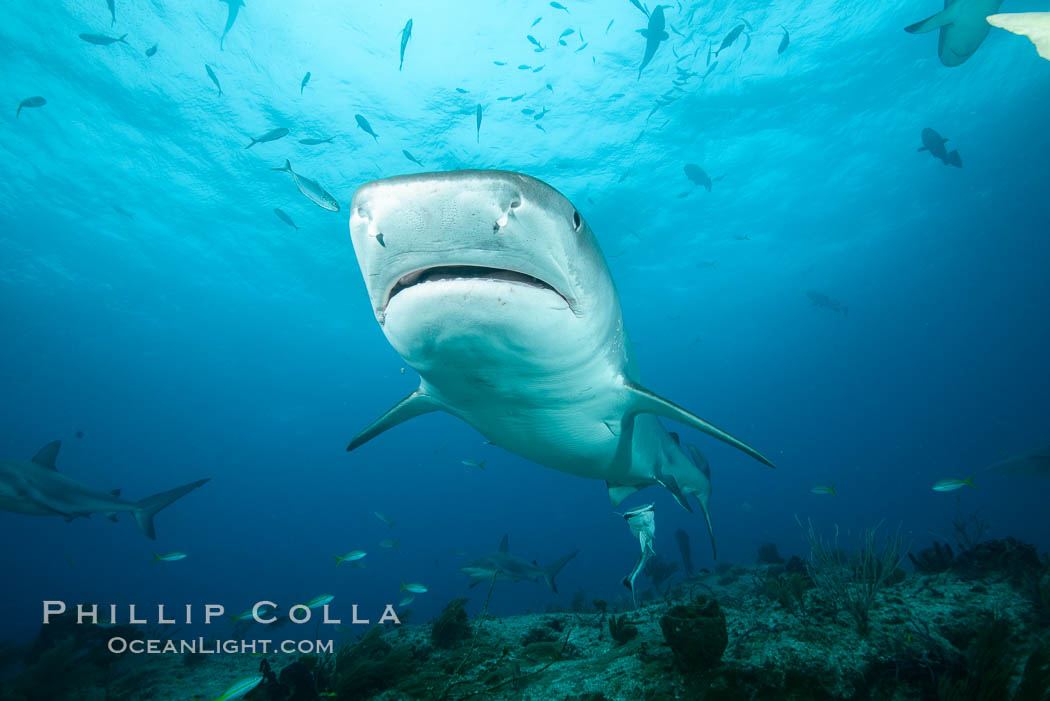 Tiger shark. Bahamas, Galeocerdo cuvier, natural history stock photograph, photo id 31888