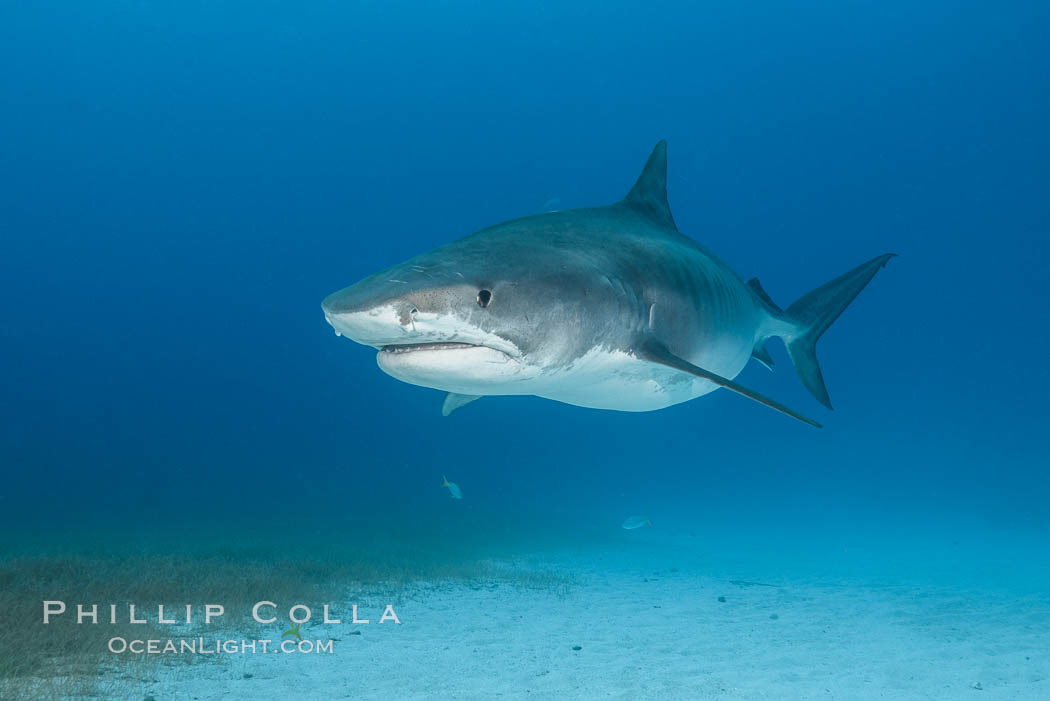Pregnant tiger shark, gravid tiger shark. Bahamas, Galeocerdo cuvier, natural history stock photograph, photo id 31896