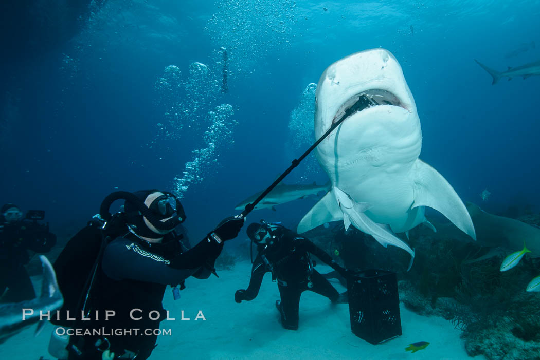 Photographing down the throat of a tiger shark with a Gopro on a selfie-stick. Bahamas, Galeocerdo cuvier, natural history stock photograph, photo id 31912