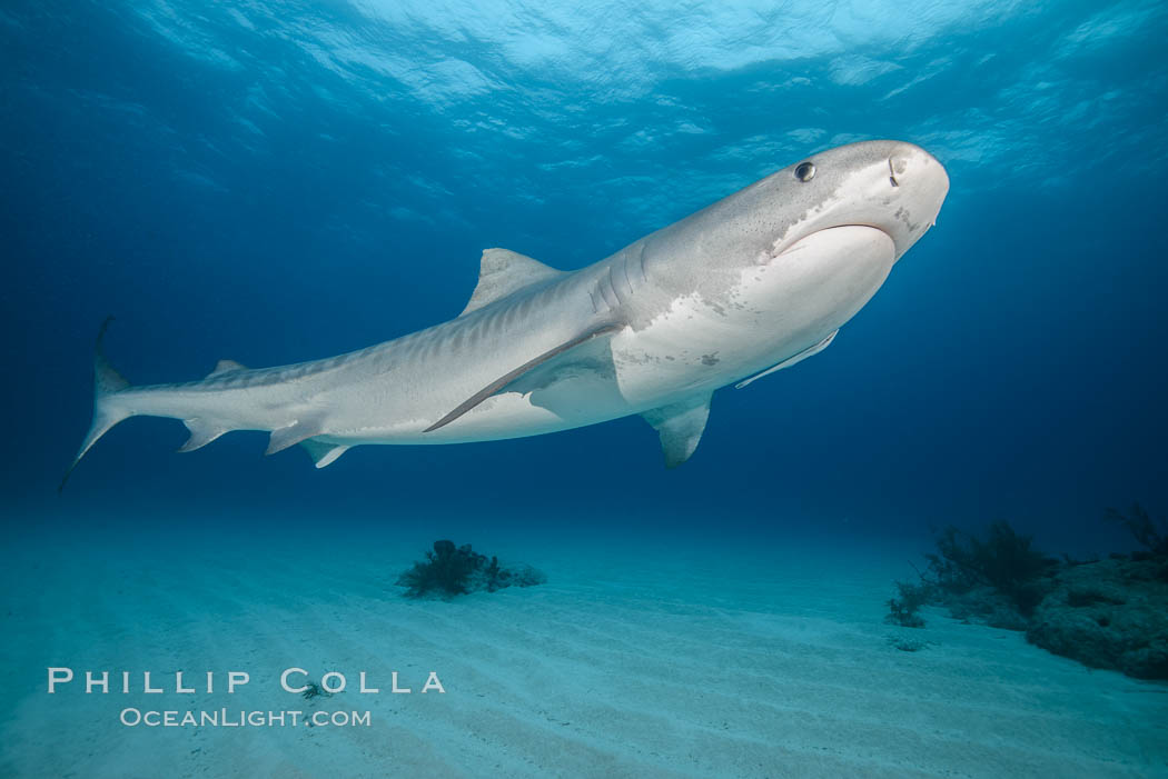 Tiger shark. Bahamas, Galeocerdo cuvier, natural history stock photograph, photo id 31916