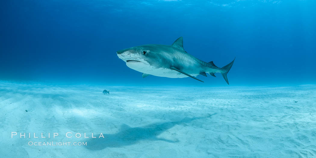 Tiger shark. Bahamas, Galeocerdo cuvier, natural history stock photograph, photo id 31928