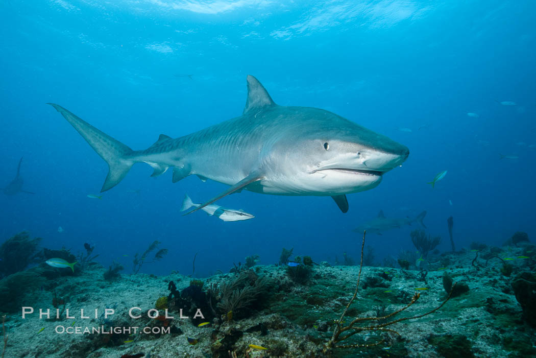 Tiger shark swimming over coral reef. Bahamas, Galeocerdo cuvier, natural history stock photograph, photo id 31936