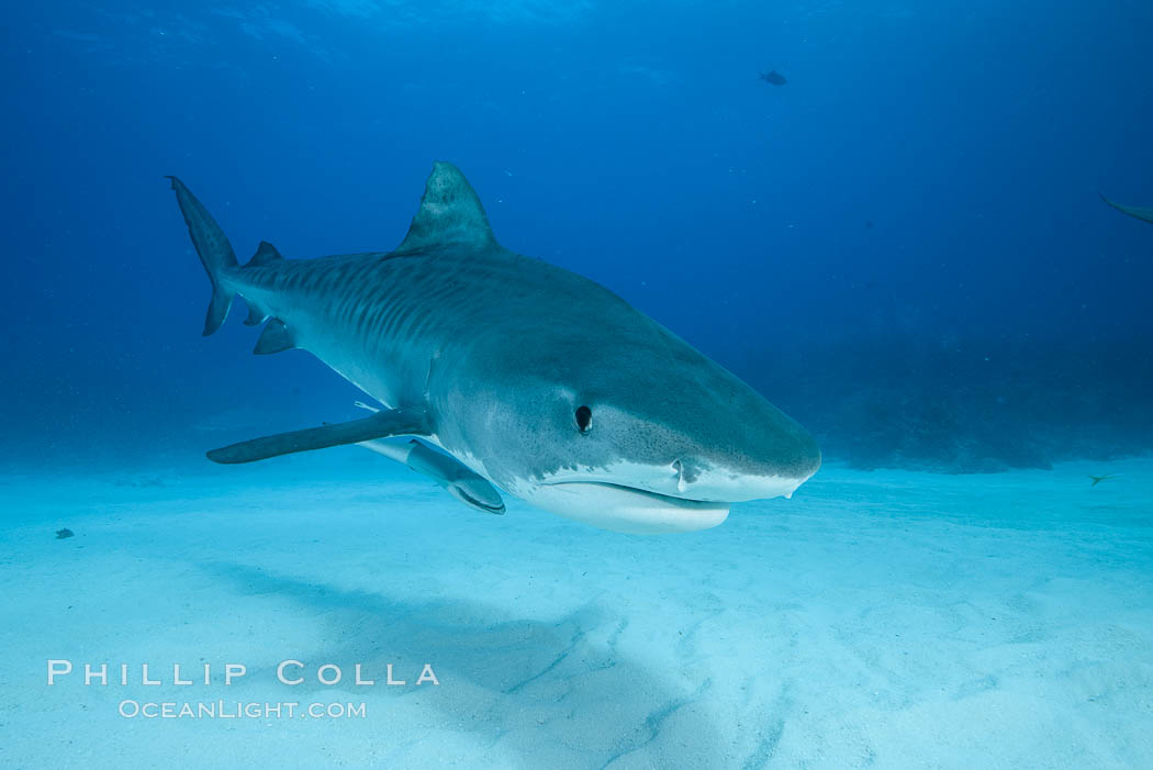 Tiger shark. Bahamas, Galeocerdo cuvier, natural history stock photograph, photo id 31940