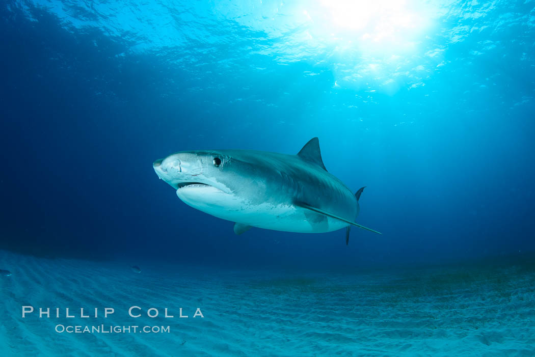 Injured tiger shark.  This young and small tiger shark shows injuries about its face, likely from bites by other sharks. Bahamas, Galeocerdo cuvier, natural history stock photograph, photo id 31948